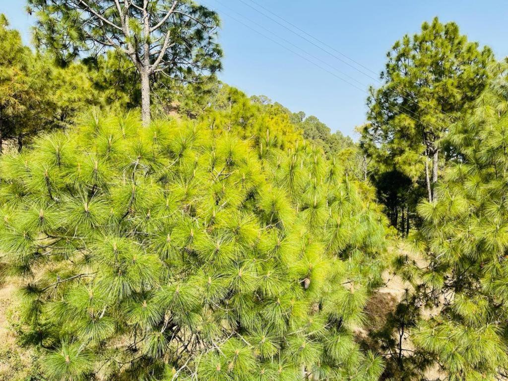 Hillcrest Heights Bed and Breakfast Kasauli Buitenkant foto